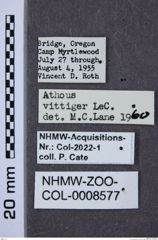 Etiketten zu Athous vittiger (NHMW-ZOO-COL-0008577)